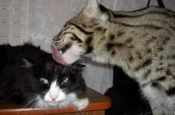 LOL决赛-冰与火之歌，2026世界杯D组冰岛冰封美国，内马尔独舞点燃不灭传奇