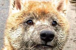 LOL赛事-库里法则，当步行者与太阳的战术板上，都写着同一个无解的名字