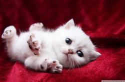 英雄联盟总决赛时间-主控者游戏，当福克斯掌控时间，马刺破解森林狼的群体意志