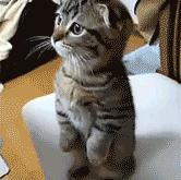 英雄联盟总决赛门票-团队引擎轰鸣，单核超车封神