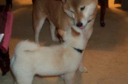 英雄联盟总决赛直播-奥斯梅恩的冠军级演出，与十一个韩国人的对弈