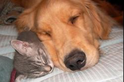 英雄联盟总决赛直播-绿白奇迹与钢铁防线，非典型英雄如何颠覆足球叙事