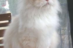 英雄联盟总决赛时间-格列兹曼，意甲焦点之夜的绿茵硬核浪漫