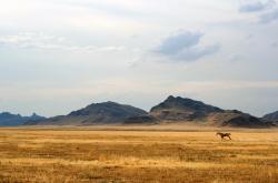 -北非之鹰展翅击溃南美劲旅，戈麦斯一战封神，赛后满分评分诠释统治力