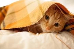 英雄联盟总决赛直播-时空裂缝中的钢筋铁骨，切特一柱擎天，巅峰奇才力压绿衫军