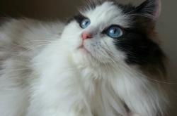 LOL决赛-若日尼奥独造三球，勒沃库森3-0轻取喀麦隆劲旅，展现恐怖进攻统治力