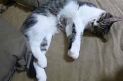 英雄联盟总决赛赛程-极速与荣耀，从F1年度争冠焦点战到新疆队生死战取胜雄鹿的体育史诗