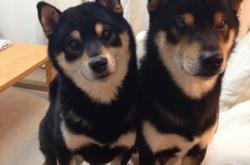 英雄联盟总决赛时间-戈麦斯，那个将球场变成磁场的男人