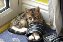 LOL决赛-双星记，弗拉霍维奇终成胜负手，南美风暴玻利维亚力克黄潜