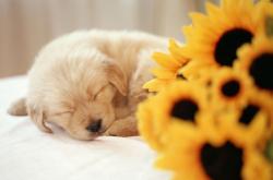 英雄联盟总决赛-无界对位，当奇才遥望山西，塔图姆化身永恒恒星