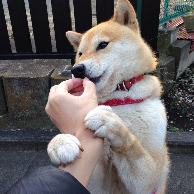 锋霸爆发!努涅斯双响炮轰垮埃及,佛罗伦萨鏖战加时险胜