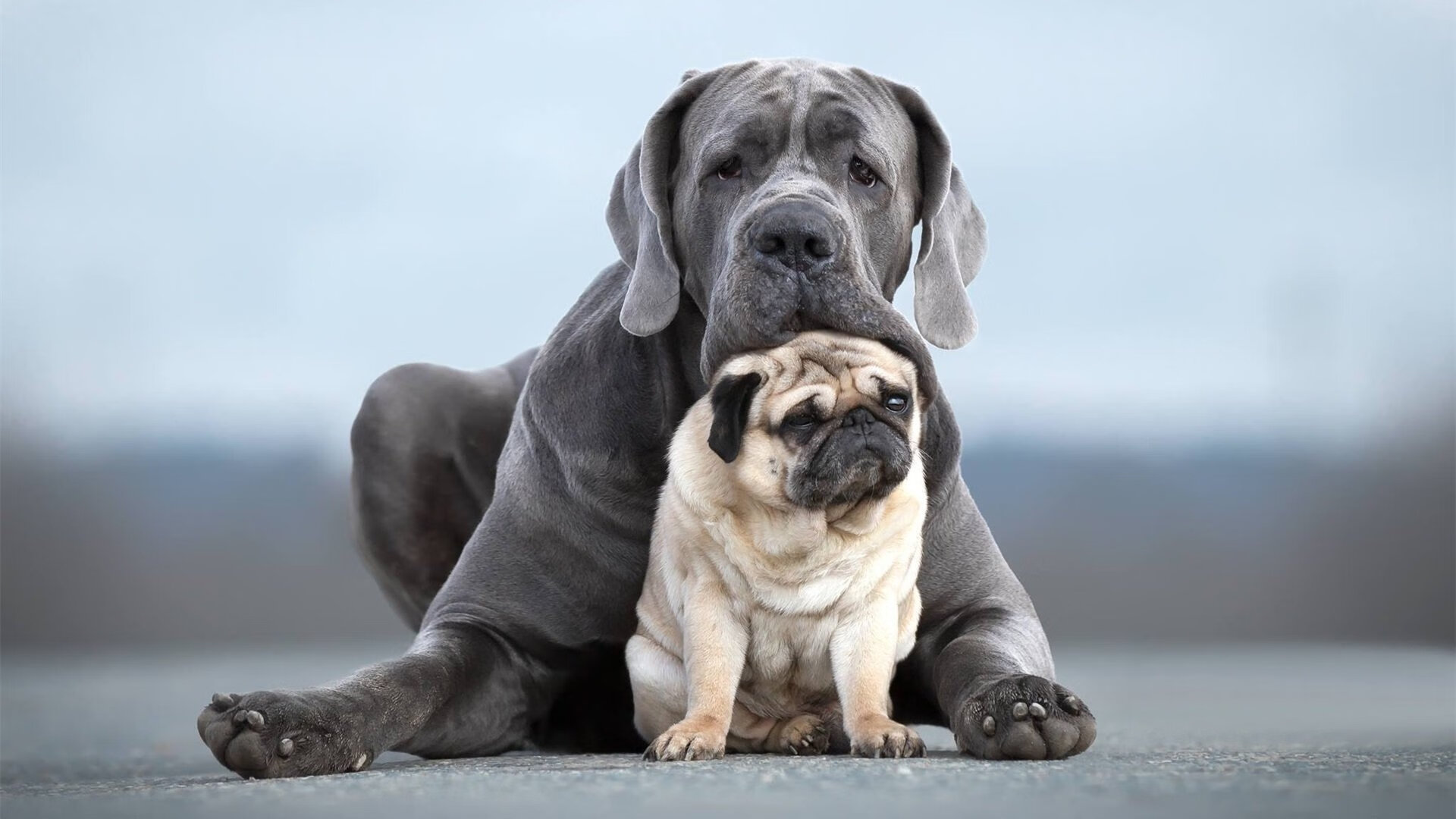 绿茵与赛道的交响,当红黑军团与中场大师演绎统治力
