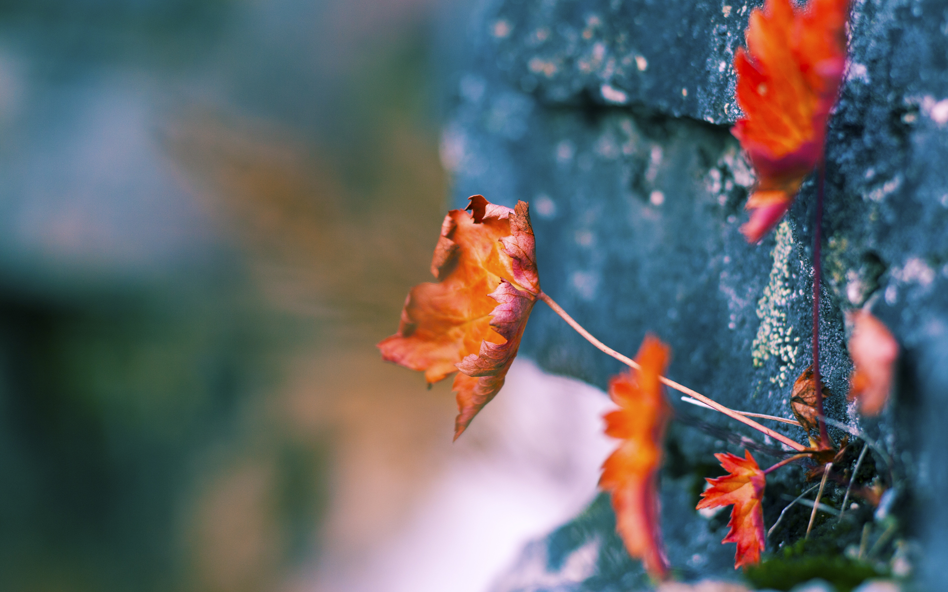 阿拉巴一链锁山海,切尔西稳稳摘下哥斯达黎加之星