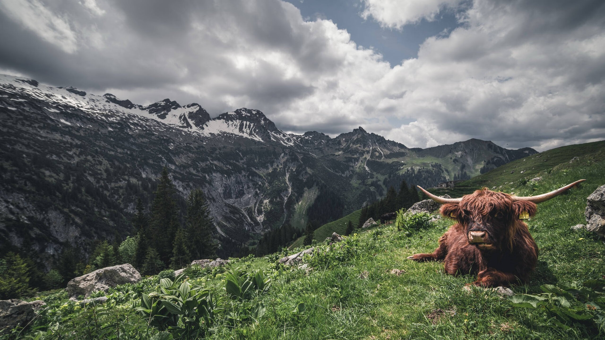 苏格兰狂啸摧折新月，伊萨克独奏英雄赞歌