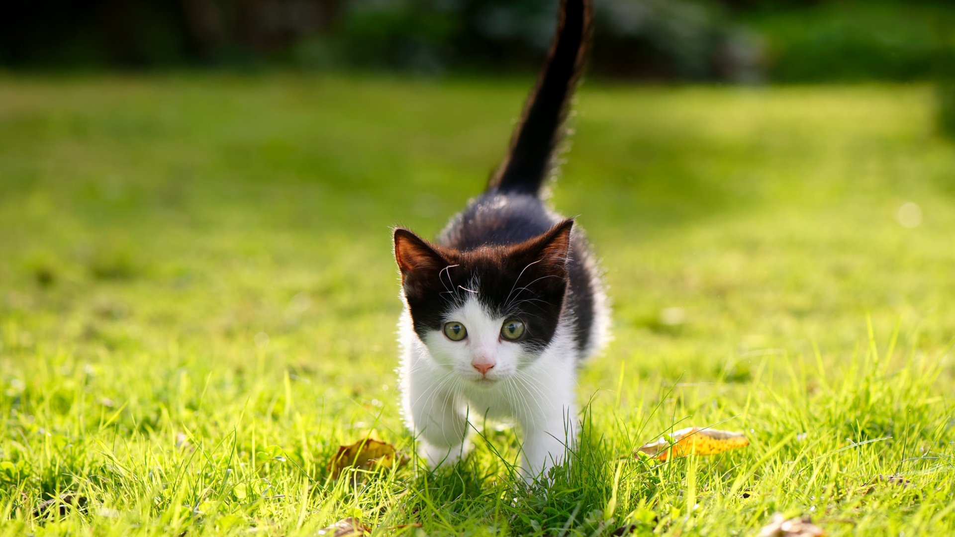 完美逻辑的失效，罗德里戈的第37分钟