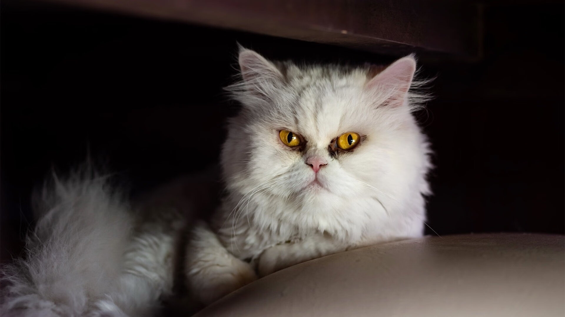 绝杀悬念!补时阶段闪电一击,加拿大抢下奥运关键门票