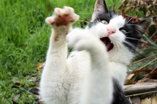 利刃与风暴，当伦纳德的关键艺术瓦解老鹰之翼