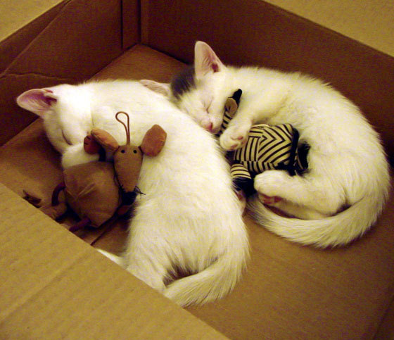 乔治制胜一击！深圳队粉碎上海队夺冠希望