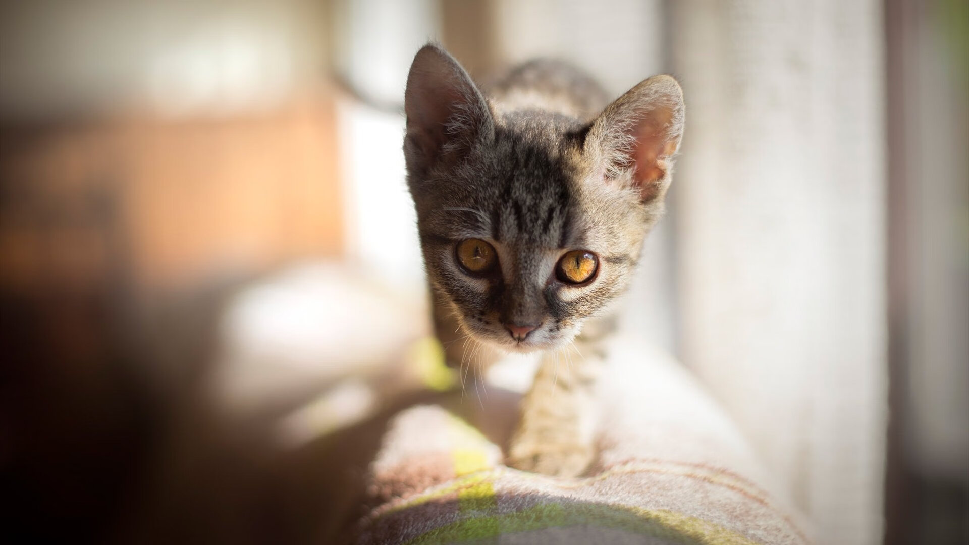 当约基奇遇上东方巨龙，一场跨越太平洋的篮球对话