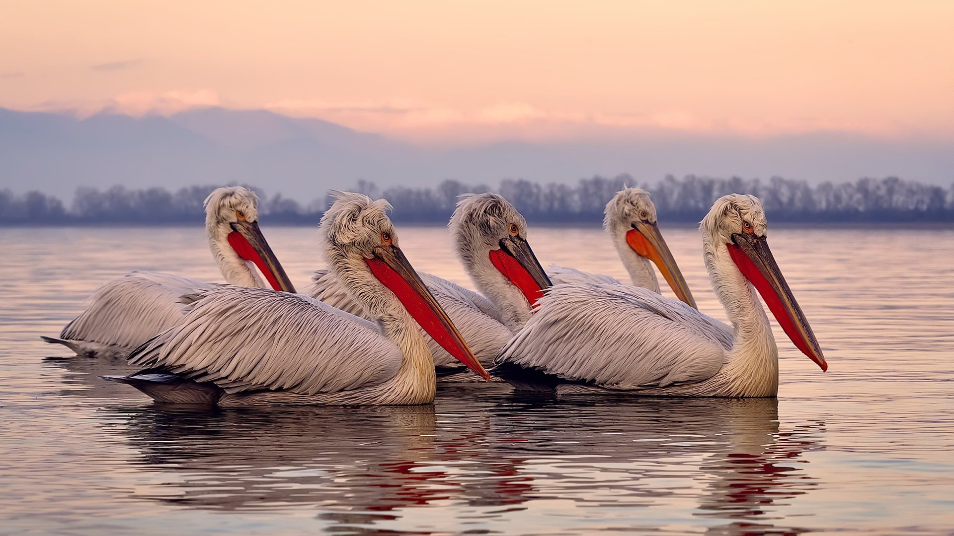 字母哥独舞黄浦江,上海队死战破粤军