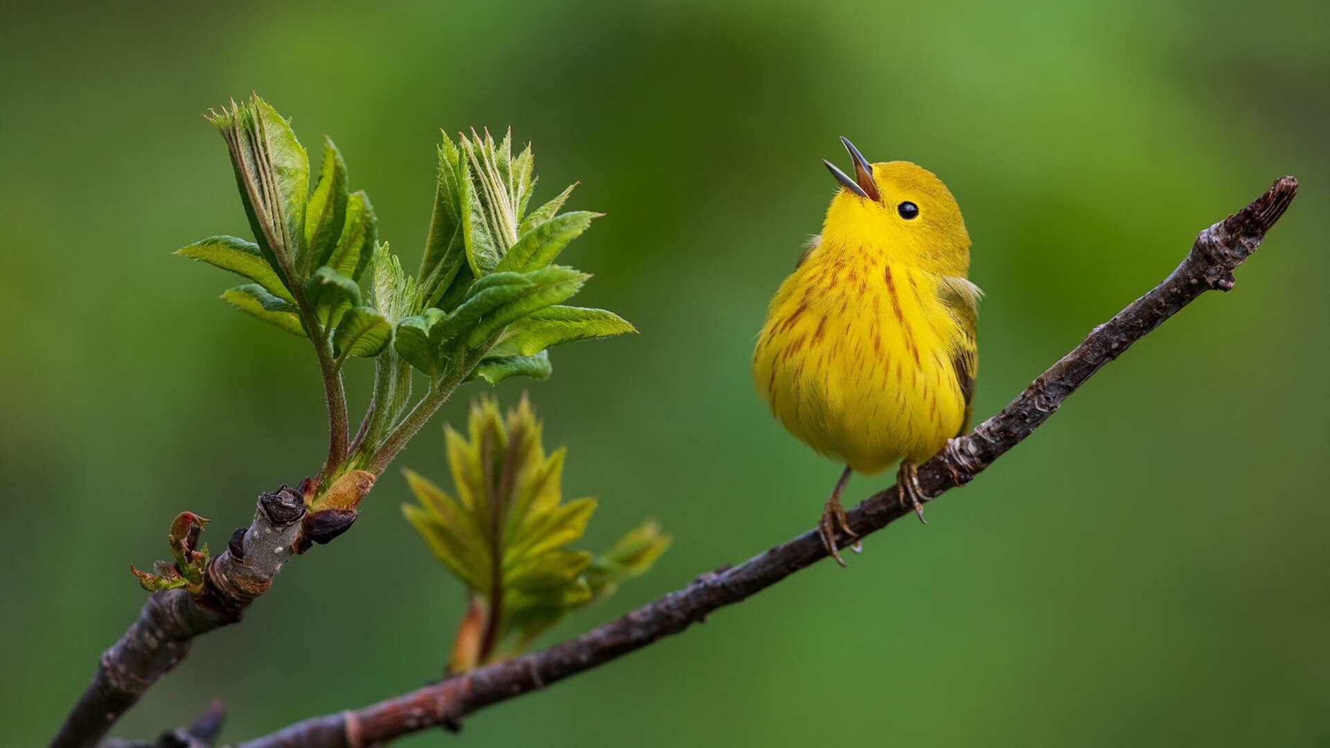 新王手中的利剑,西亚卡姆末节爆发印证国王豪赌,绝杀黄蜂背后的战术革命