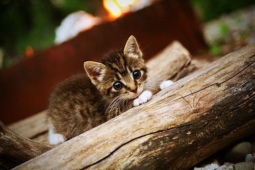墨夜蓝焰，当拉文成为攻防转换的北极星