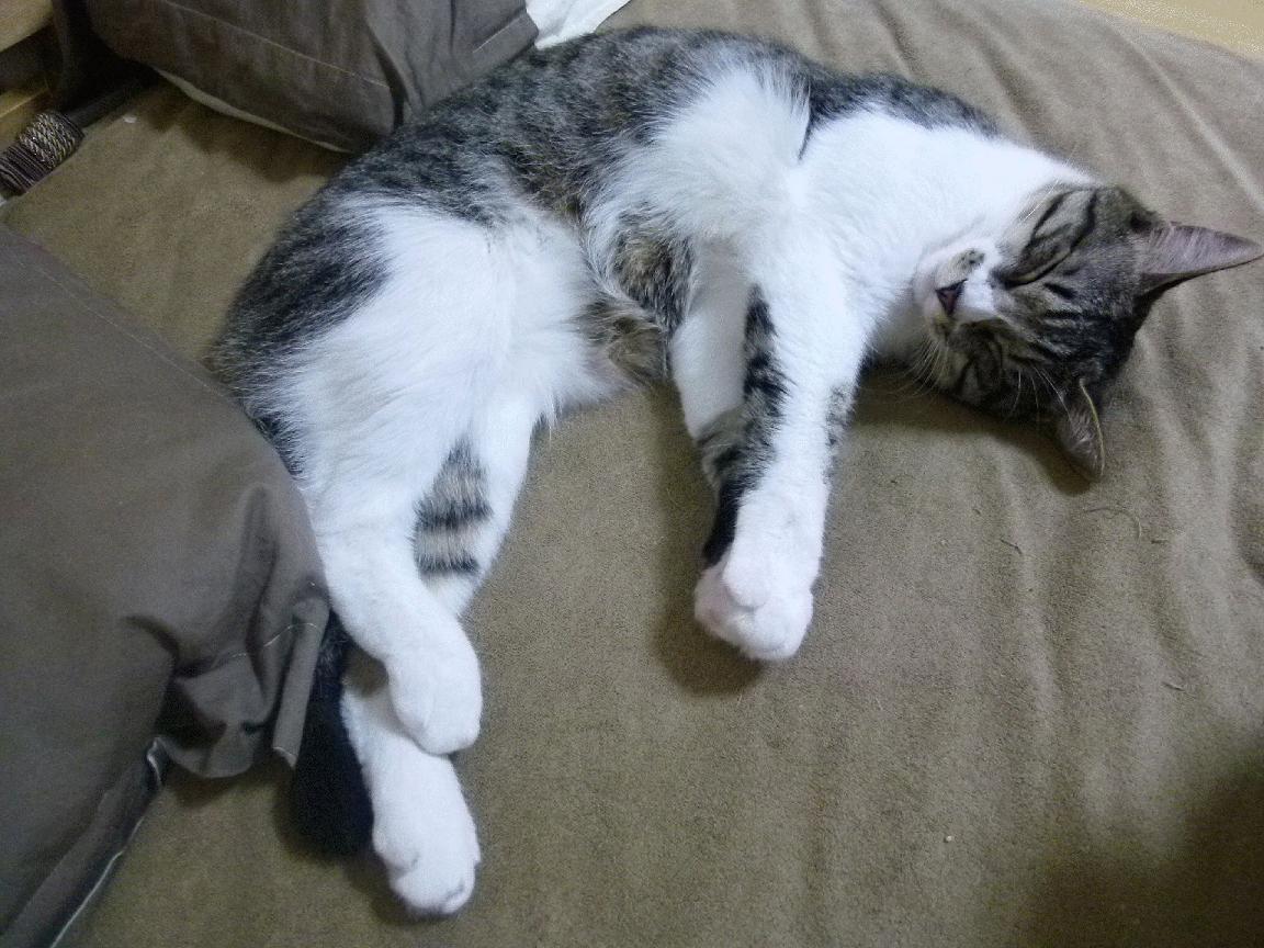 极速与荣耀，从F1年度争冠焦点战到新疆队生死战取胜雄鹿的体育史诗