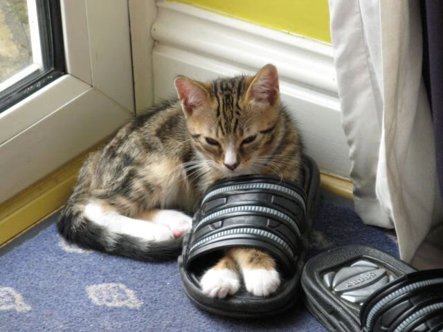 双星记，弗拉霍维奇终成胜负手，南美风暴玻利维亚力克黄潜