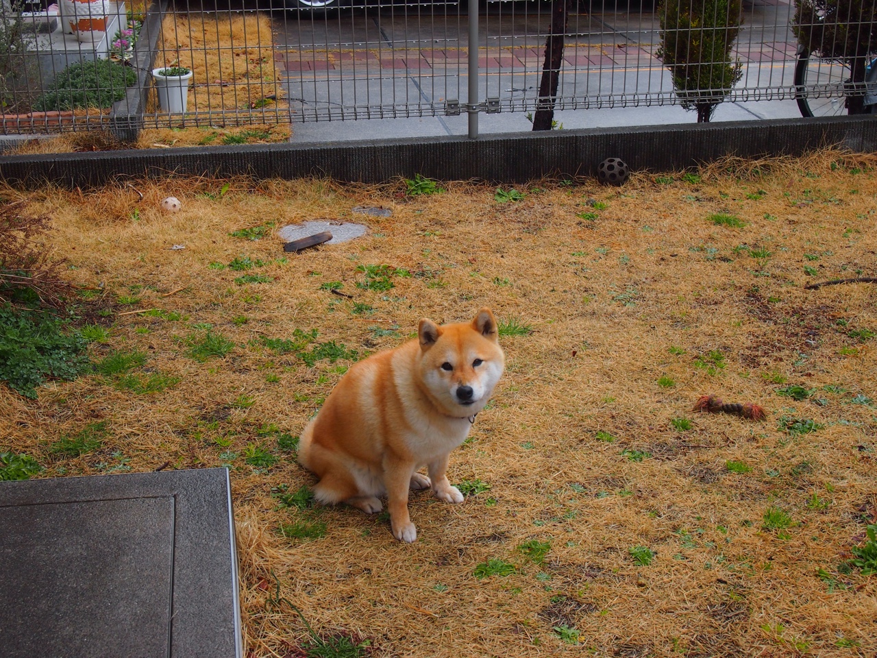 体育之夜的跨洲共鸣，德国战车碾压特兰加雄狮，帕尔默抢七封神主宰赛场