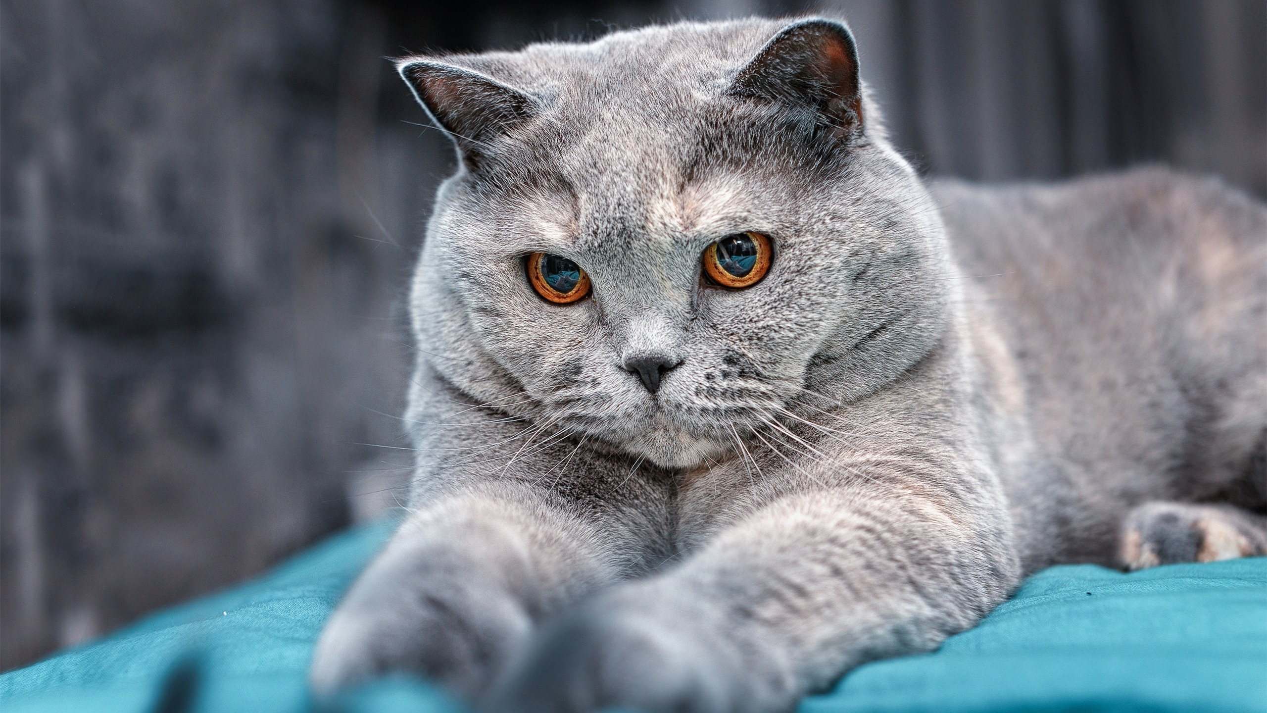 赛道与绿茵场的对话，那个将硬仗熬成王冠的人