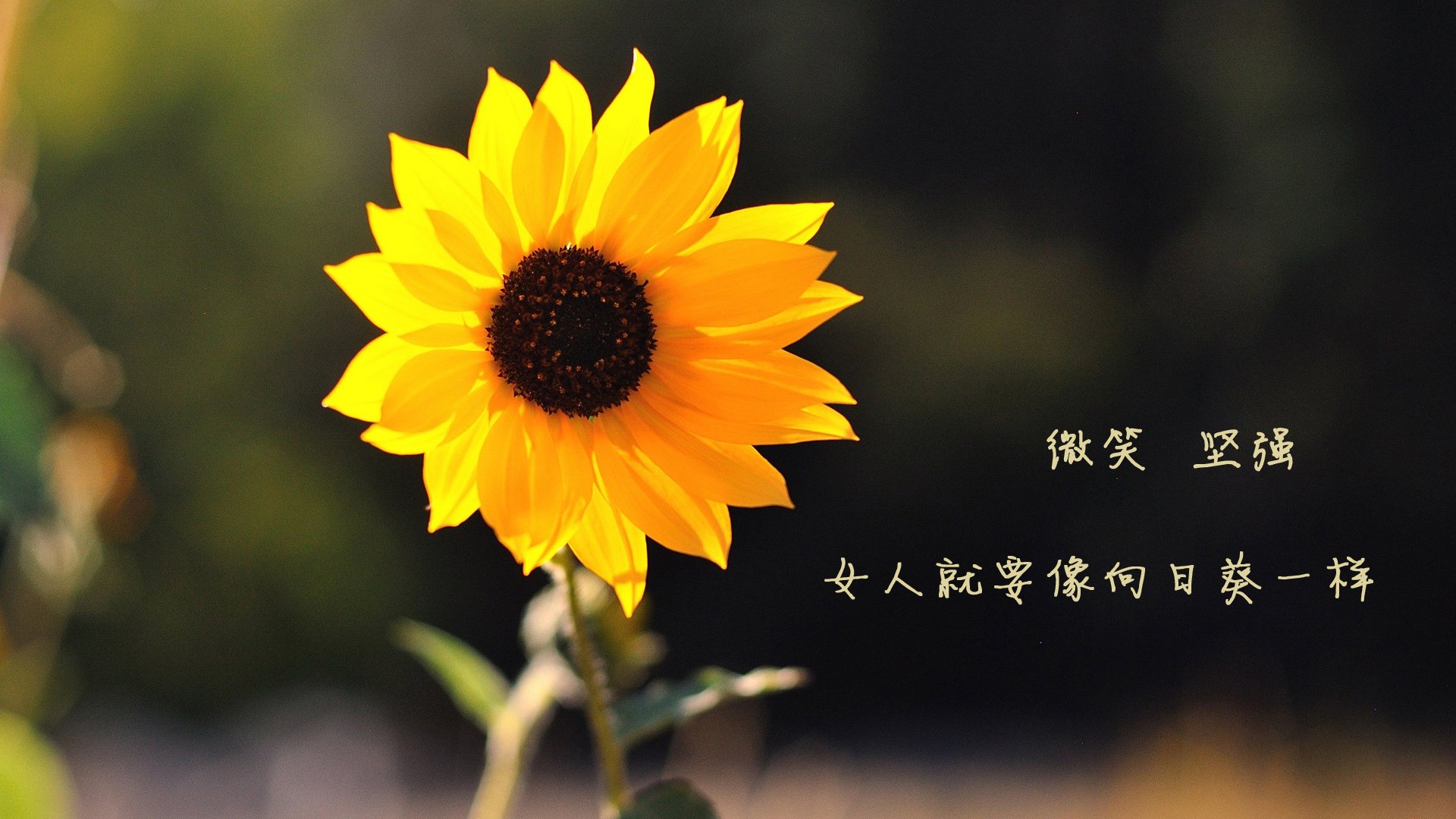 沙漠之鹰的最后喙击,佩德里刺穿枫叶之梦,2026世界杯上演最孤独的绝杀